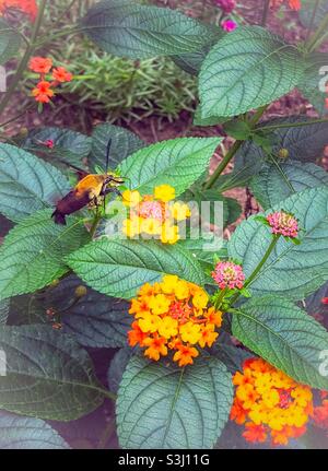 Die Hemaris diffinis-Motte schwebt in der Nähe der Lantana-Blüte in North Carolina Stockfoto