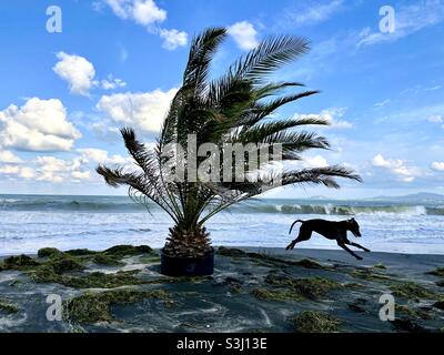 Weimaraner Hund und Palme an einem Strand. Stockfoto