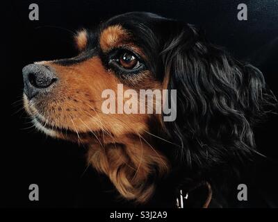 Porträt eines Hundes. Kavalier König Charles Spaniel Stockfoto