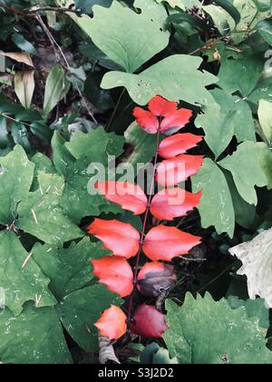 Leuchtend rote Oregon-Traubenblätter neben grünem Laub. Stockfoto