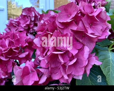 Bigleaf Hortensien mit rosa Blütenblättern Stockfoto