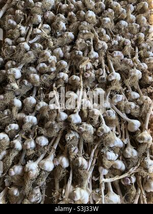 Eine große Menge frisch geernteter Knoblauch trocknet. Stockfoto