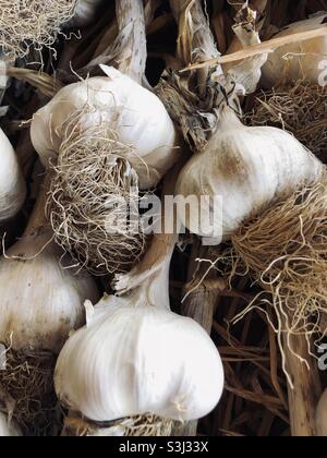 Frisch geernteter Knoblauch trocknet. Stockfoto