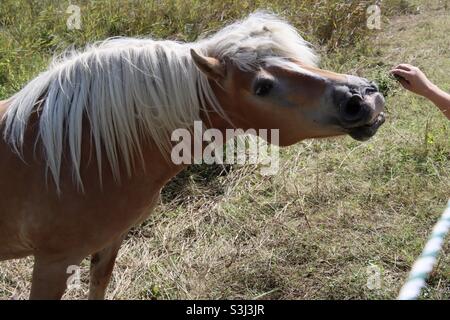 Jemand gibt einem beigefarbenen Pony Gras mit weißer Mähne auf einer Wiese Stockfoto