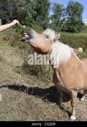 Jemand gibt einem beigefarbenen Pony mit weißer Mähne auf einer Wiese Gras Stockfoto