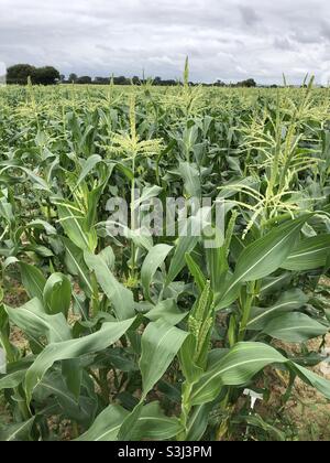 Baby süße Maisernte in West Sussex, England, Vereinigtes Königreich Stockfoto