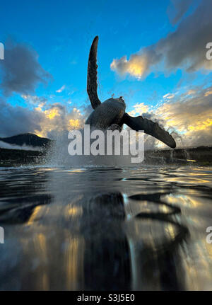 Walstatue Stockfoto