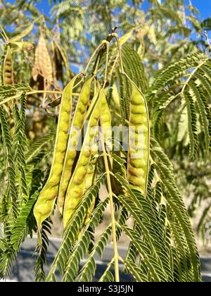 Samenkapseln und Blätter eines Mimosa-Baumes (Albizia julibrissin) Stockfoto