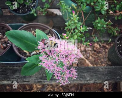 Zimmermannsbiene sammelt Nektar aus der Stonecrop-Blüte im September in North Carolina Stockfoto