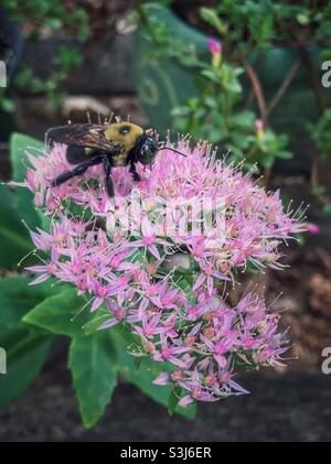 Eastern Carpenter Bee auf auffälliger Stonecrop, September in North Carolina Stockfoto