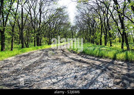 Raue Straße zwischen Bäumen im Wald Stockfoto