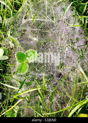 Dewdrops balancierten zart auf dem durchscheinenden Gewebe, das das Gras bedeckt. Schöne Natur am frühen Morgen. Nova Scotia, Kanada. Stockfoto