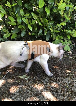 Eine Katze in einem Geschirr an einer Leine, gehen für einen Spaziergang Stockfoto