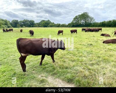 Rotumhallkühe grasen auf Wiesen Stockfoto