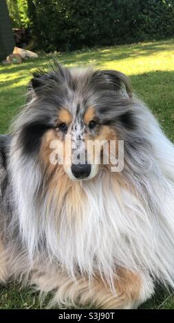 Blue Merle Rough Collie Headshot mit Blick auf die Kamera saß in einem Grasgarten Stockfoto