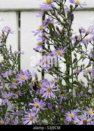 Nahaufnahme von lila Astern gegen weißen Zaun im Garten mit einer Biene auf der Blume. Stockfoto