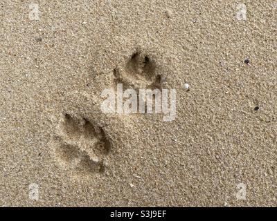 Pfote druckt im Sand an einem Strand Stockfoto
