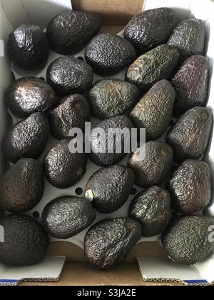 Tablett mit 25 Avocados von Flemington Markets, Homebush West, Sydney, NSW, Australien Stockfoto