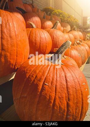 Kürbisse auf dem Display nach Herbstbeginn Stockfoto