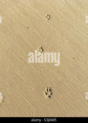 Die Fußspuren eines Hundes im Sand am Strand Stockfoto