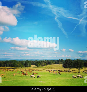 Hirsche und Schafe im Tatton Park mit Wolken und Flugzeugtrauma Stockfoto