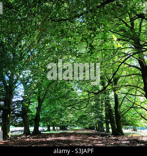 Avenue of Trees in Tatton Park, in der Nähe des Parks Stockfoto