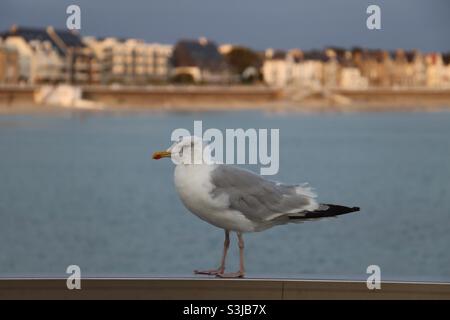 Möwe steht auf einem Tor vor dem Strand von Quiberon in der Bretagne, Frankreich Stockfoto