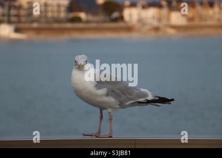 Möwe steht auf einem Tor und schaut auf die Kamera, Quiberon in der Bretagne, Frankreich Stockfoto