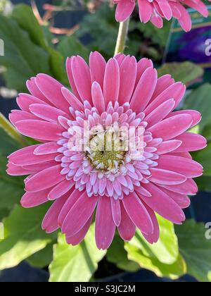 Gerbera garvinea „Sweet Memories“. Stockfoto