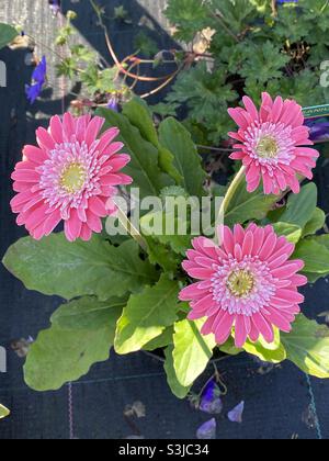 Gerbera garvinea „Sweet Memories“. Stockfoto