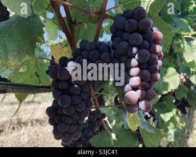 Während der Lese im Willamette Valley in Oregon scheint die Sonne auf den Grauburgunder-Trauben. Stockfoto