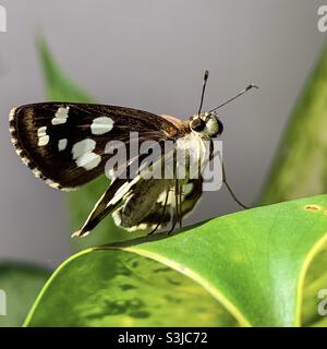 Udaspes folus, der Schmetterling des Grasdämons Stockfoto
