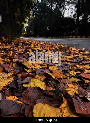 Laub im Herbst Stockfoto