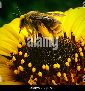 Eine mit Pollen bedeckte Honigbiene sitzt auf einer gelben Blume in einem Wald in Mexiko Stockfoto