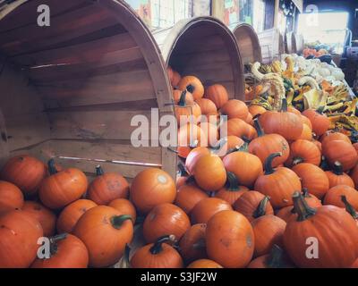 Mini-Kürbisse, Kürbis und Kürbisse, die in Buschelkörben auf dem Farmer's Market ausgestellt sind Stockfoto