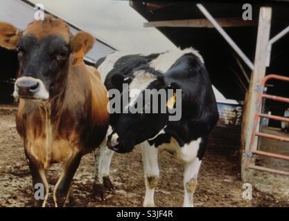 Milchkühe auf dem Bauernhof in der Region von Barkshires, Massachusetts Stockfoto