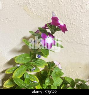 Es ist eine Gattung von blühenden Pflanzen in der Familie der Hunde Catharanthus. Wie bei der Gattung Vinca aus meinem heimischen Garten in Saudi-Arabien Stockfoto