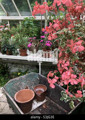 Schubkarre im Glashaus mit zerbrochenen Terrakotta-Pflanzentöpfen und rosa Pelargonien Stockfoto