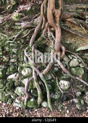 Verdrehte Eibenwurzeln wachsen über Steinen im Wald bei Dunkeld, Schottland Stockfoto