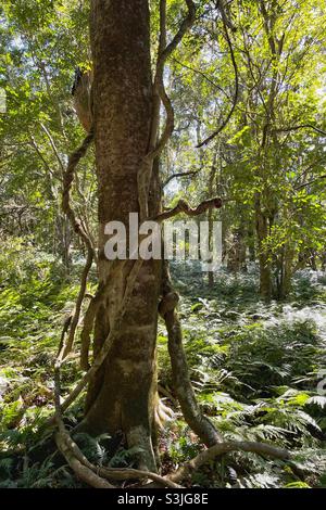 Verworrene Reben und Bäume im Regenwald im Bunya Mountains National Park, Queensland, Australien Stockfoto