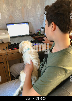 Ein Cavapoo-Welpe sitzt auf dem Schoß eines Jungen, während er an einem Laptop arbeitet. Stockfoto