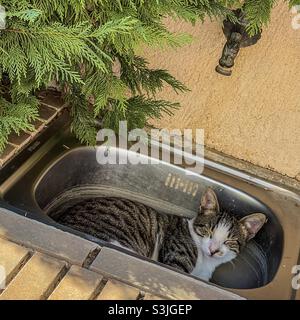 Katze im Waschbecken Stockfoto