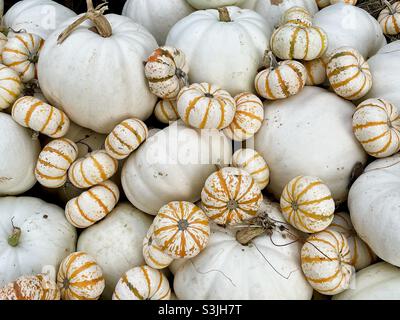 Weiße Kürbisse und gestreifte Kürbisse in einem Haufen Stockfoto