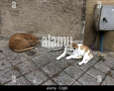 Streunende Katzen schlafen auf einer gepflasterten Straße Stockfoto