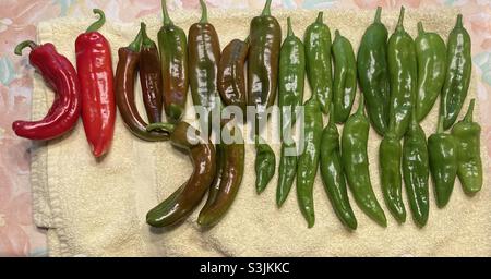 Eine Ernte von Hatch Chiles in unterschiedlichen Reifungsphasen Stockfoto