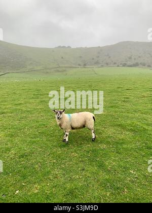 Lone Schafe im grünen Feld in Peak District Derbyshire Stockfoto