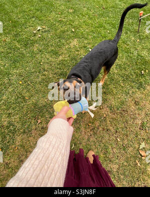 Verspielt Welpen Stockfoto