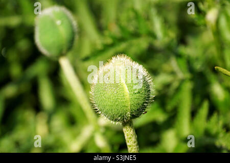 Ungeöffnete Mohnknospe im Sonnenlicht Stockfoto