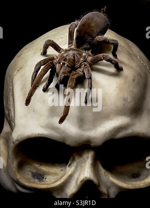 Riesige haarige Spinne auf dem menschlichen Schädel Stockfoto