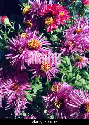 Buschige Aster Aster dumosus rosa Blüten blühen im Herbst Stockfoto